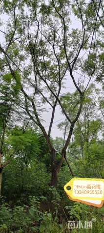 38公分蓝花楹