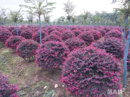 冠幅160厘米红花继木球