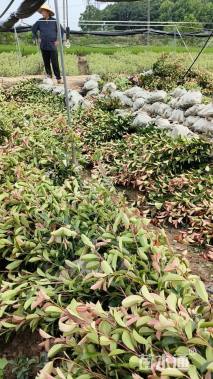 0.5公分红叶石楠