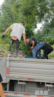 高度300厘米丁香