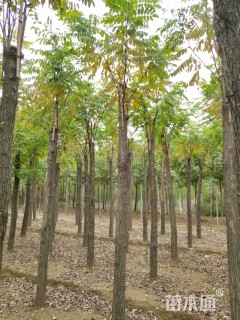 15公分嫁接香花槐