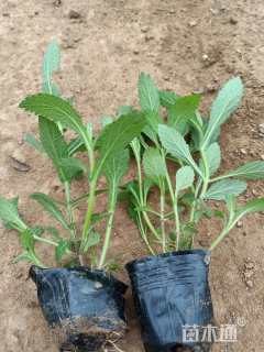 高度10厘米马鞭草