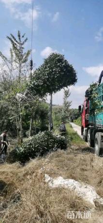 高度250厘米红叶石楠柱