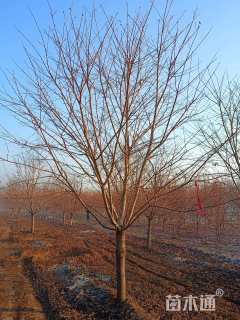 14公分日本晚樱