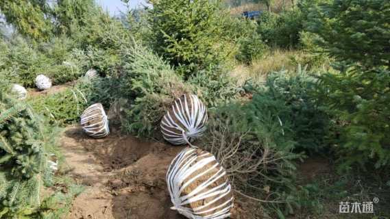 高度390厘米云杉