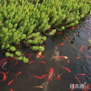 高度30厘米狐尾藻