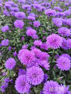 高度15厘米三色堇