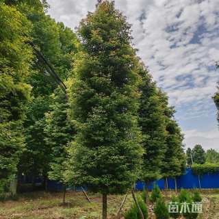 16公分金丝楠木