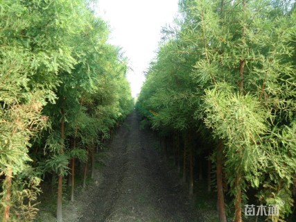 3公分池杉
