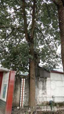 40公分香樟