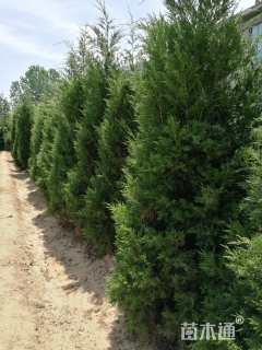 高度180厘米桧柏