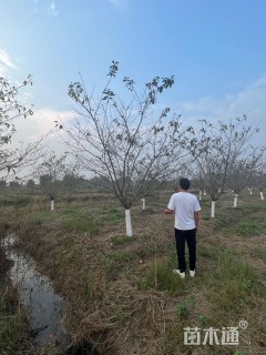 10公分早樱