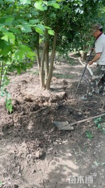 高度500厘米丛生三角枫