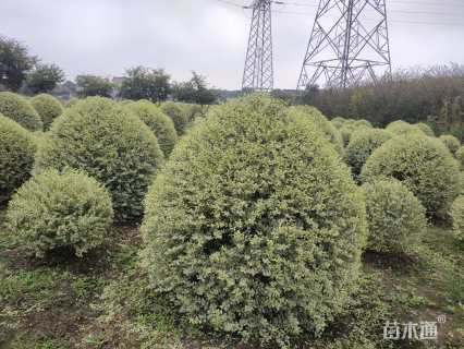 冠幅180厘米银姬小蜡球