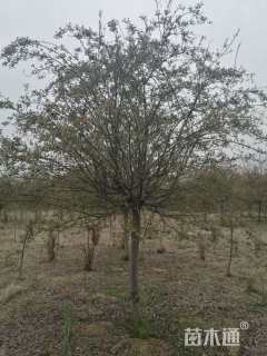 13公分垂丝海棠