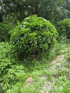 高度120厘米非洲茉莉