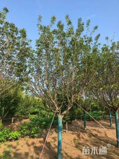 10公分日本晚樱