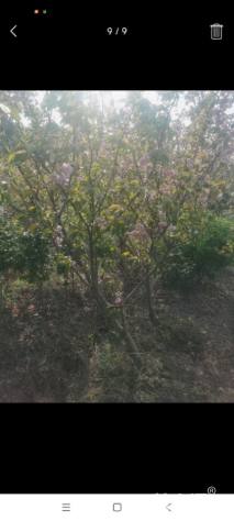 5公分樱花