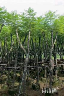 10公分蓝花楹