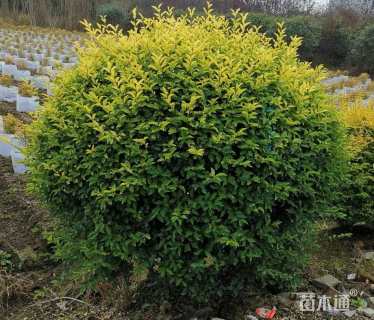 冠幅300厘米金禾女贞球