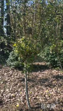 高度250厘米木槿