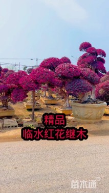 22公分造型红花继木桩