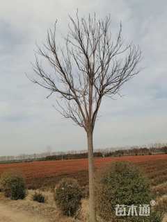 15公分楸树