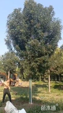 12公分秋紫白蜡