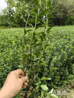 高度40厘米大叶黄杨