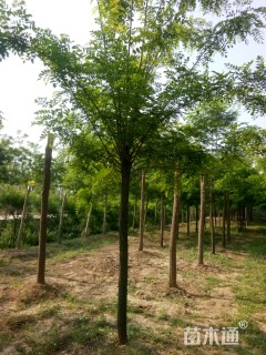 10公分刺槐