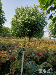 原生黄樘！基本自产自销