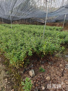 高度35厘米杜鹃