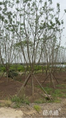 20公分蓝花楹