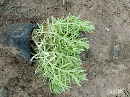 高度9厘米金叶佛甲草