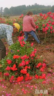 1.5公分树状月季