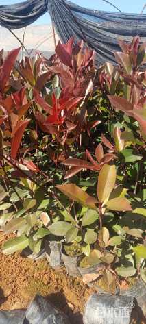 高度25厘米红叶石楠小苗