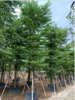 14公分小叶榄仁