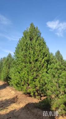 高度300厘米白皮松