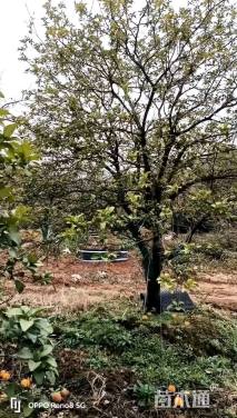 22公分香橼