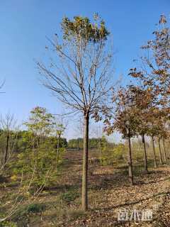 16公分金叶白蜡