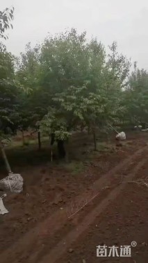 高度250厘米丁香