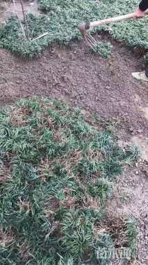高度20厘米细叶麦冬草