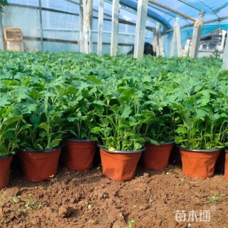 高度20厘米地被菊