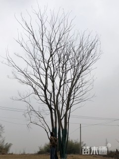 85公分(5杆)丛生朴树