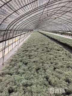 高度10厘米芙蓉菊