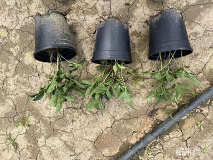 高度35厘米花叶蔓长春