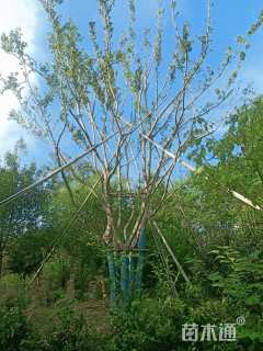 68公分丛生朴树