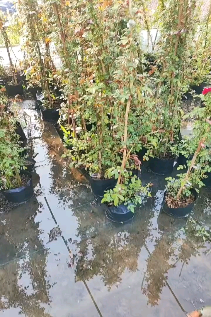高度1.5厘米木香
