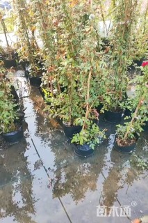 高度1.5厘米木香