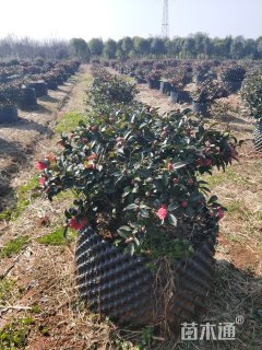 150厘米茶花